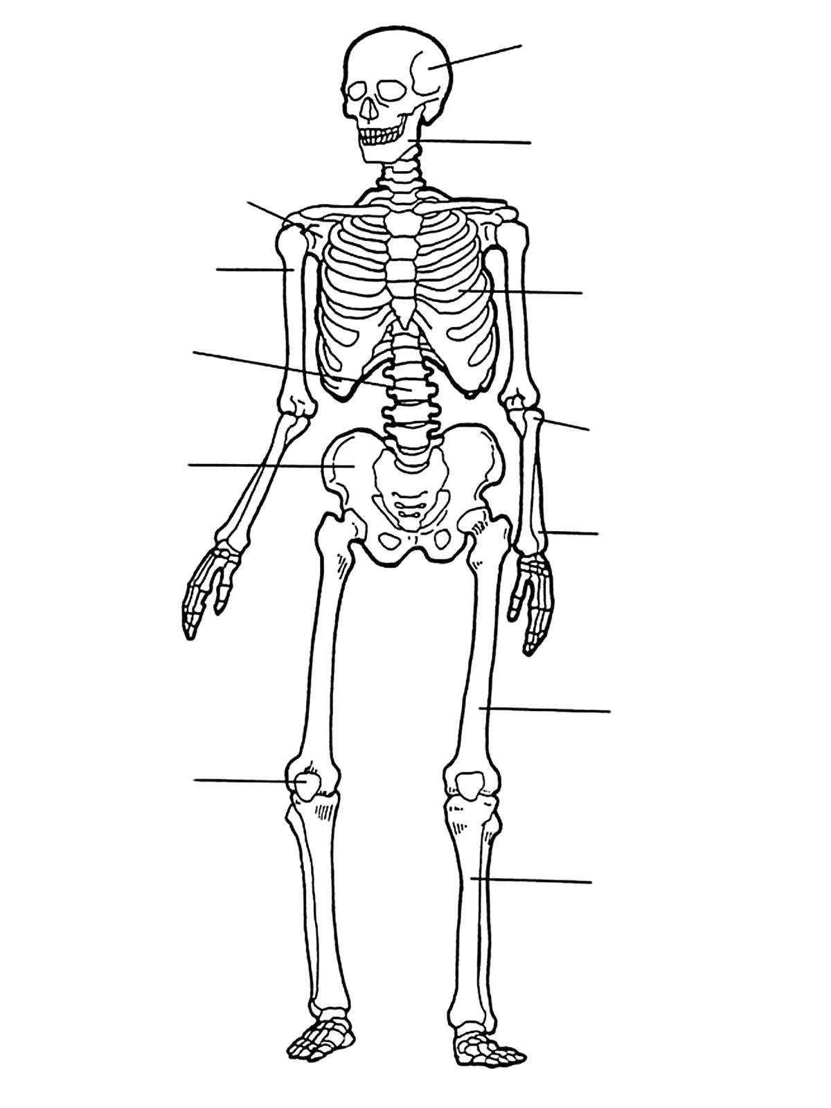 Скелет человека раскраска