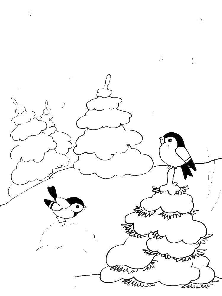 Название: Раскраска Воробьи на елке. Категория: зима. Теги: воробьи.