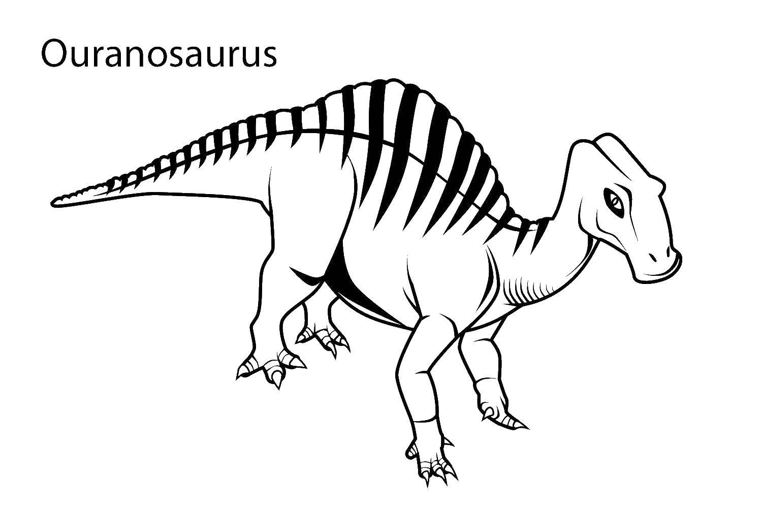 Название: Раскраска Травоядный уранозавр. Категория: динозавр. Теги: Динозавры, Уранозавр.