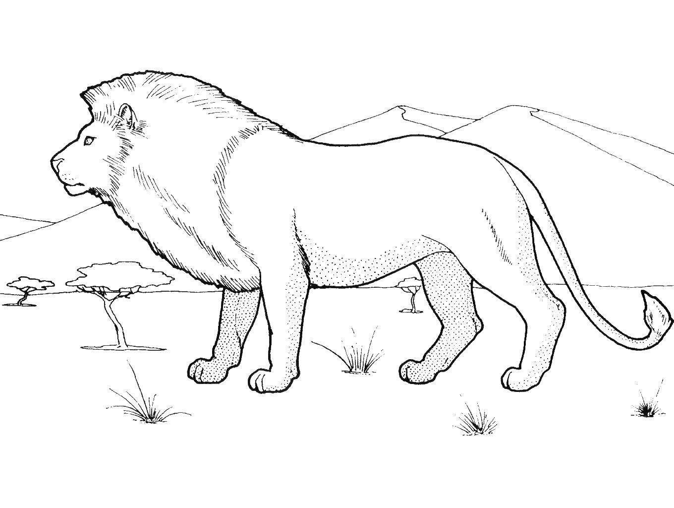 Название: Раскраска Лев на сафари. Категория: дикие животные. Теги: Животные, лев.