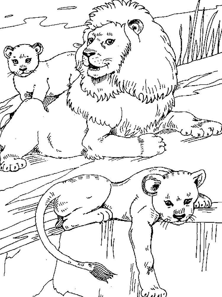Название: Раскраска Семья львов. Категория: дикие животные. Теги: Дикие животные, лев.