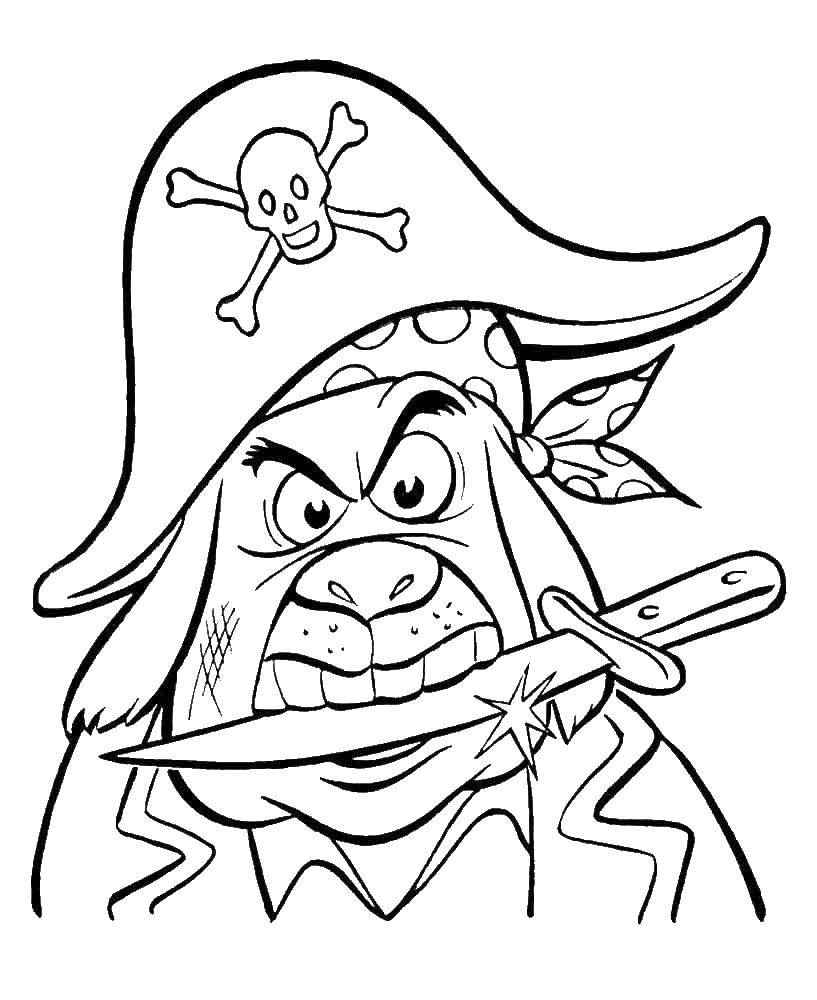 Coloring Dog - pirate. Category the pirates. Tags:  Pirate, saber.