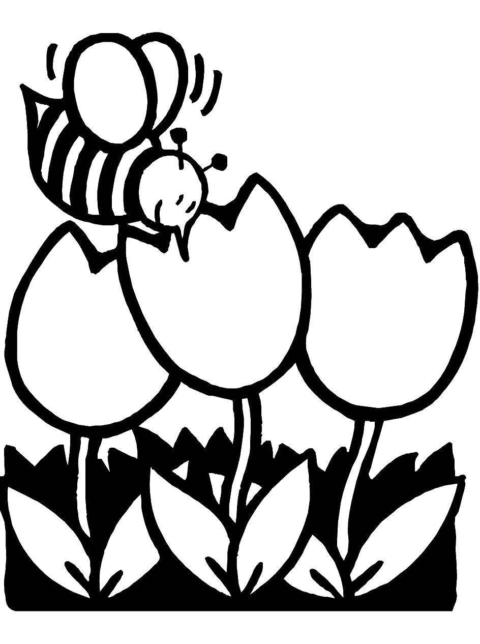 Название: Раскраска Пчелка собирает нектар. Категория: весна. Теги: цветы, пчелка.