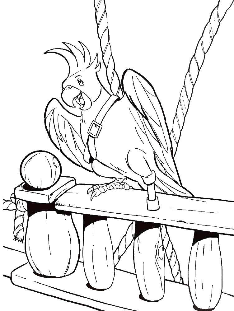 Coloring Parrot pirates. Category the pirates. Tags:  Pirate, island, treasure, ship, parrot.