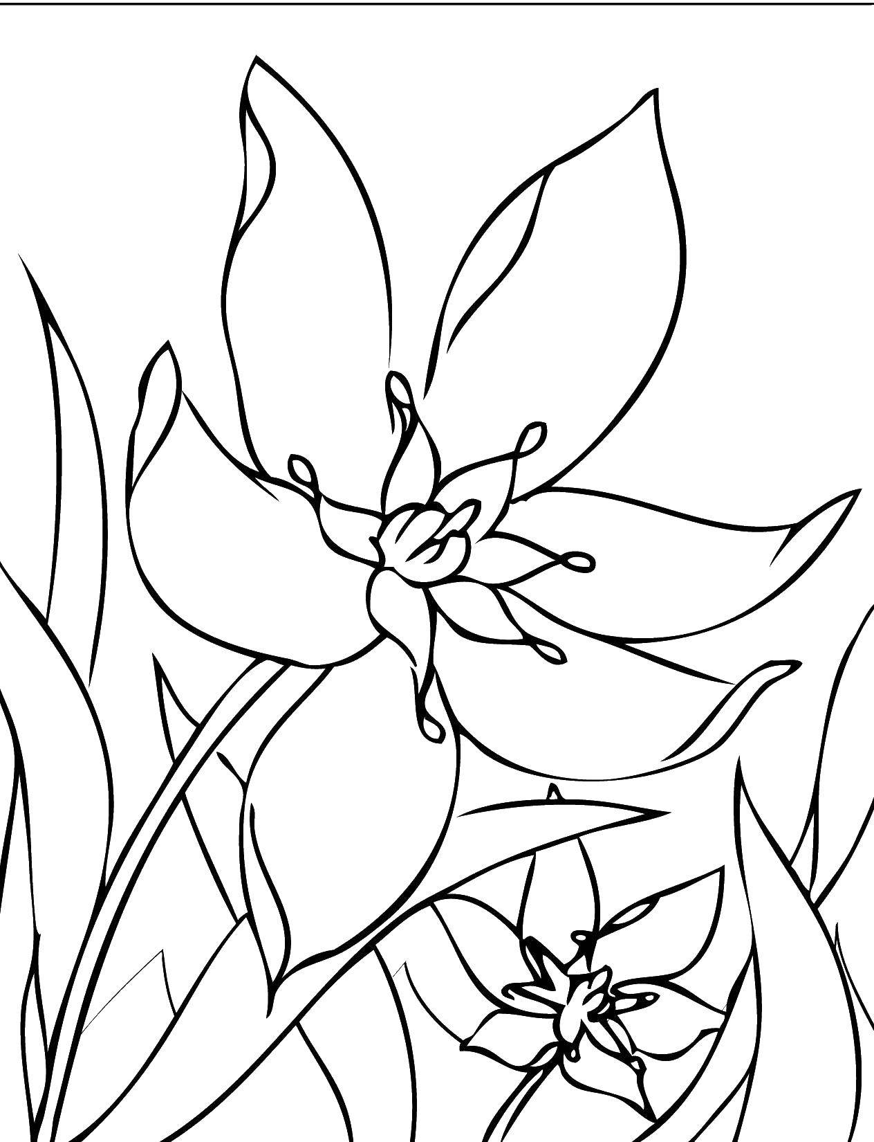 Coloring Flowers. Category spring. Tags:  flowers.