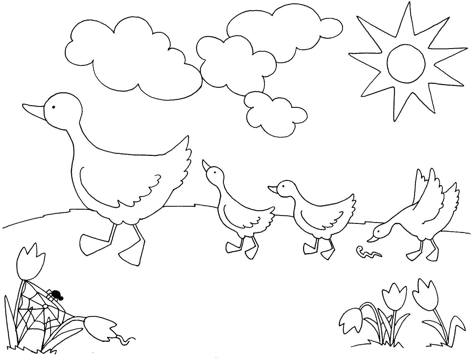 Coloring Geese walking across the meadow. Category Animals. Tags:  geese, field.