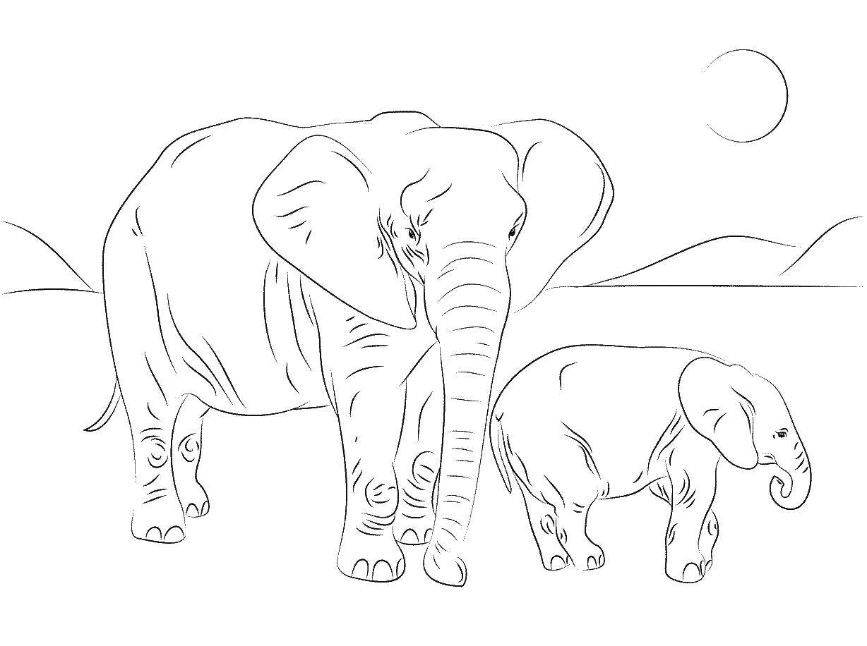 Название: Раскраска Мама слон и её слонёнок. Категория: семья животных. Теги: Семья, родители, дети, слоны.