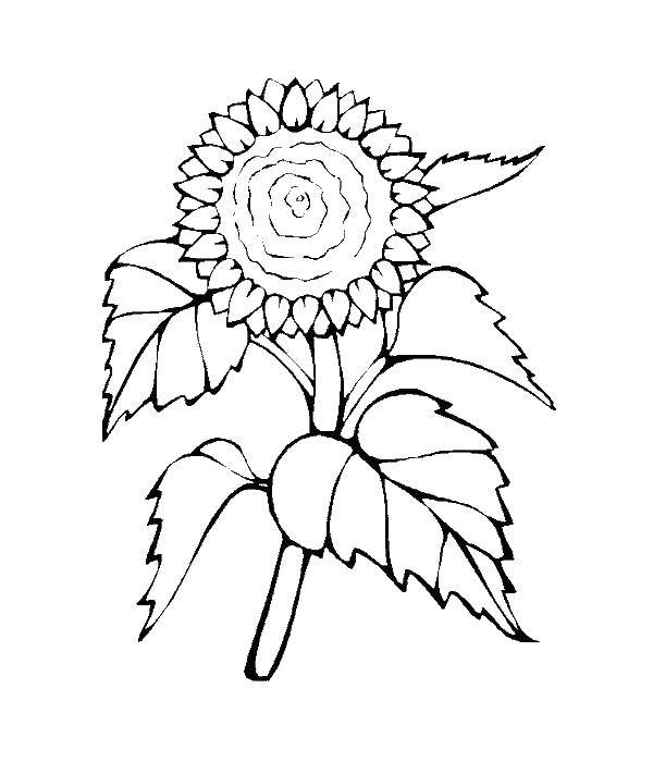 Coloring Sunflower. Category The plant. Tags:  sunflower.