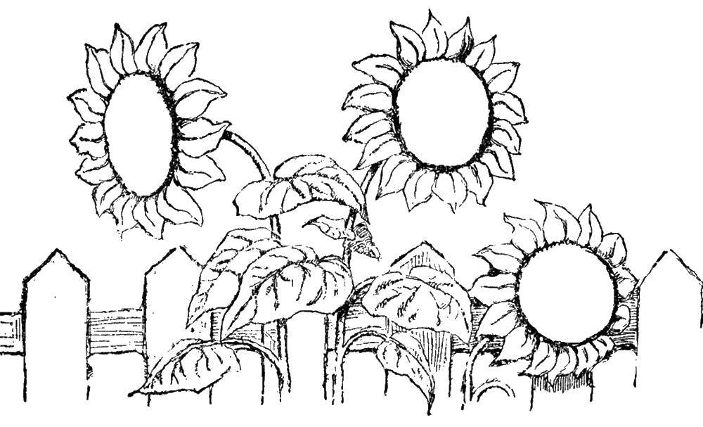 Coloring Sunflowers. Category The plant. Tags:  sunflower.