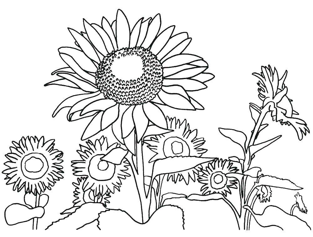 Coloring Sunflowers. Category The plant. Tags:  sunflowers.