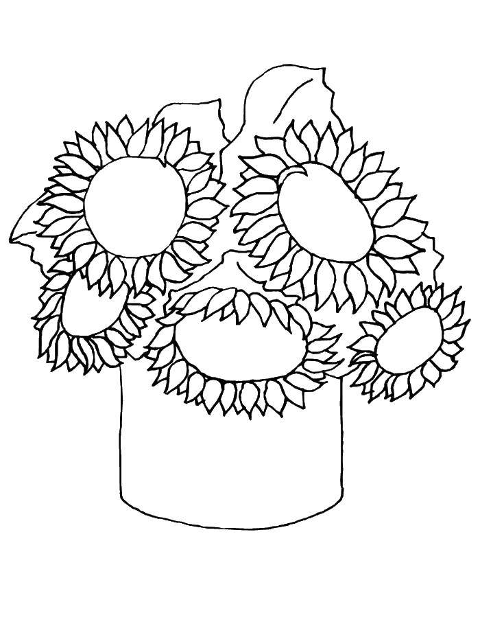 Coloring Sunflowers. Category The plant. Tags:  sunflowers , pot.