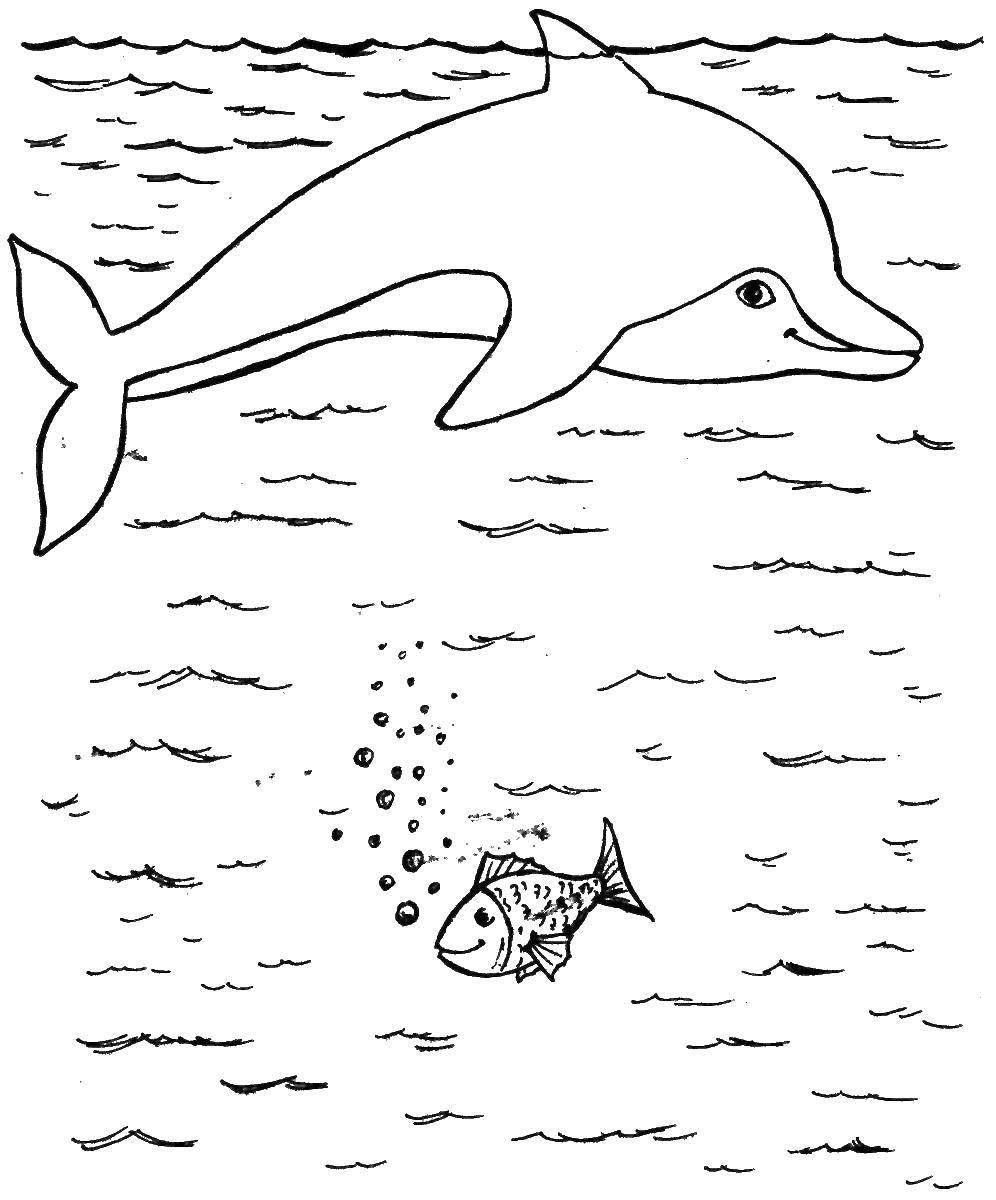 Название: Раскраска Дельфин и рыба. Категория: рыбы. Теги: море, рыба, дельфин.