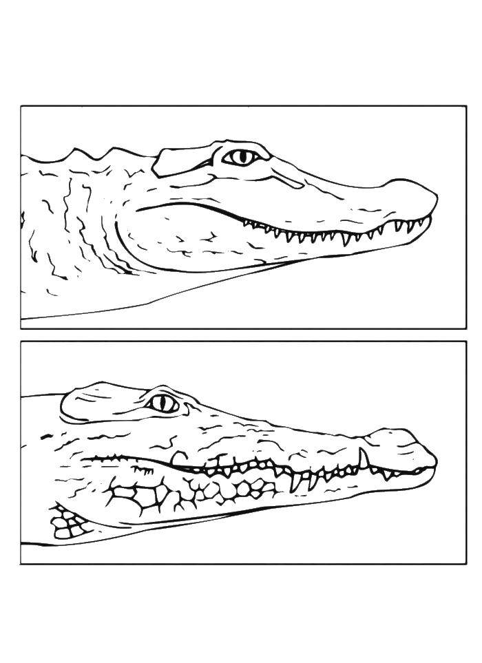 Coloring Crocodile and alligator. Category wild animals. Tags:  alligator, Krokodil.