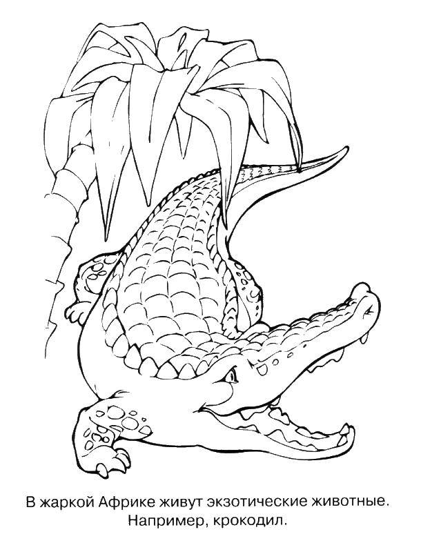 Coloring Crocodile. Category wild animals. Tags:  crocodile, palm tree.