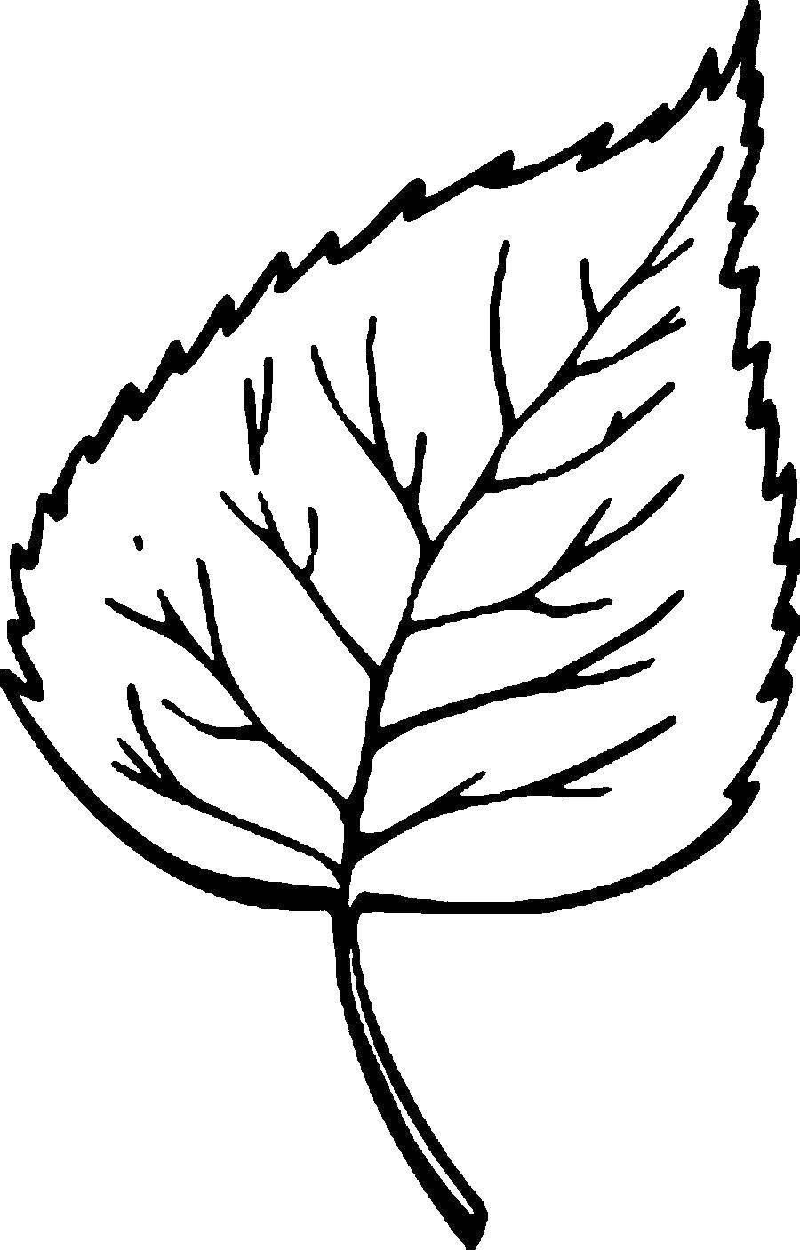 Coloring Leaf Linden. Category The contours of the leaves. Tags:  leaf.