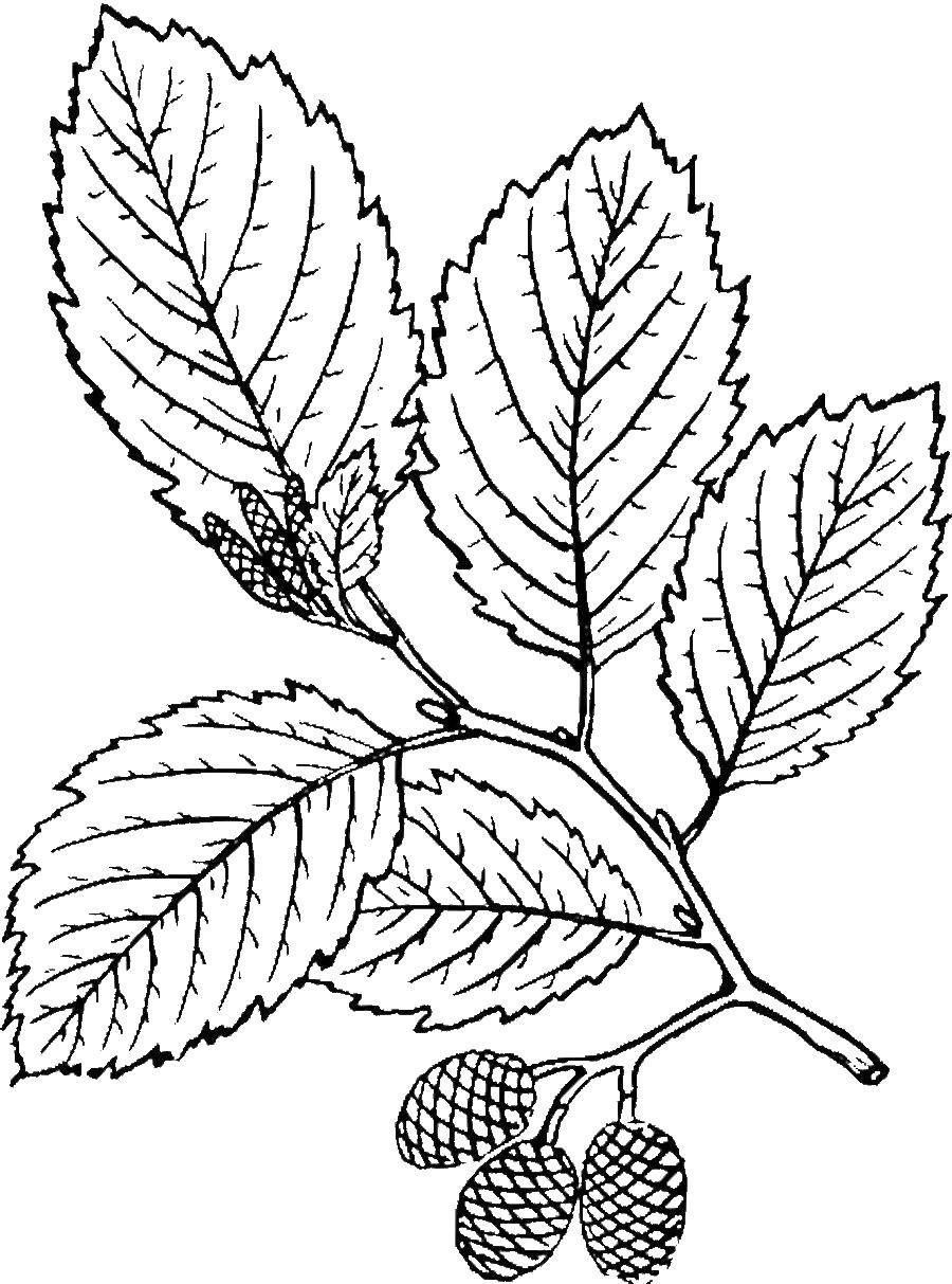 Название: Раскраска Листья ореха. Категория: Контуры листьев. Теги: листья.