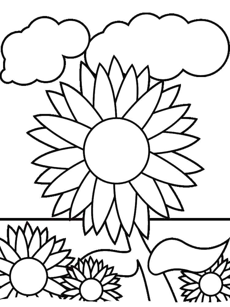 Coloring Clouds and sunflowers. Category The plant. Tags:  clouds, sunflowers.