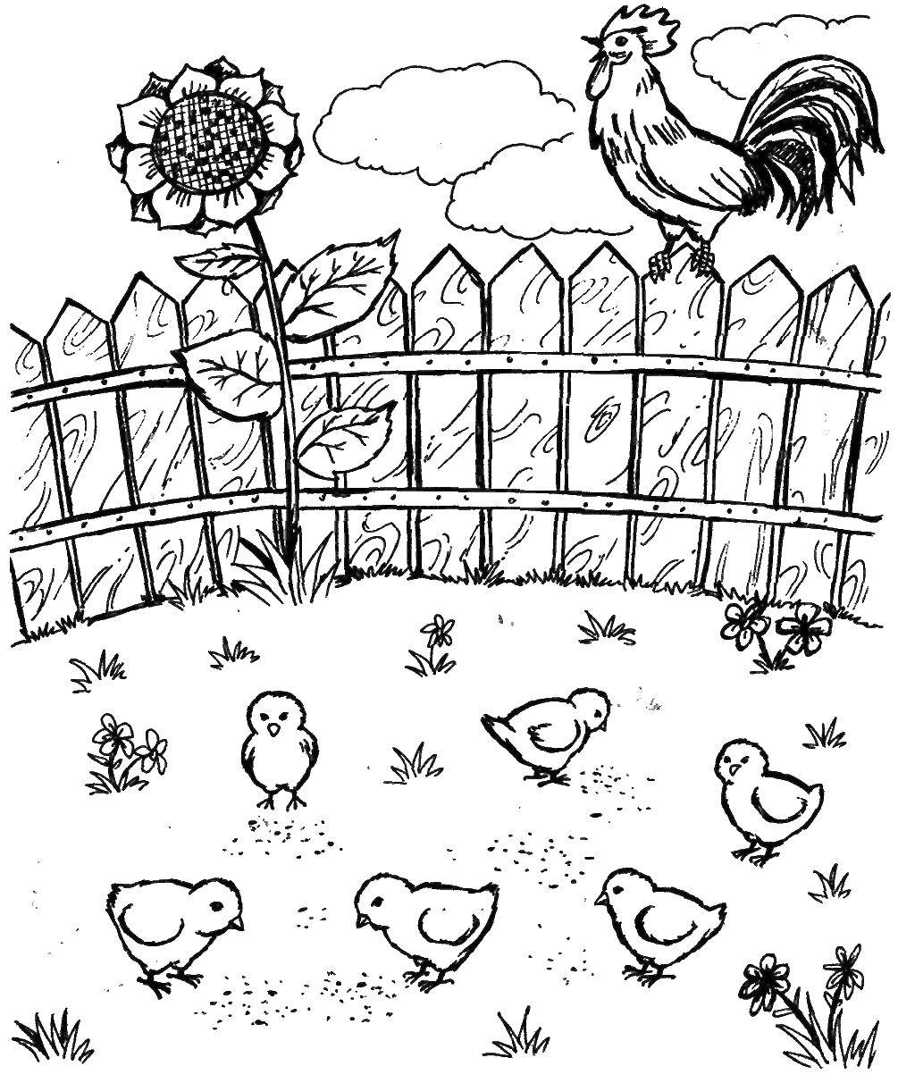 Coloring Rooster and chickens. Category coloring. Tags:  rooster, chickens, sunflower.