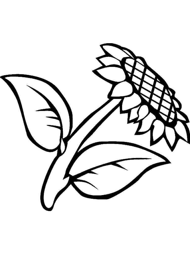 Название: Раскраска Подсолнух. Категория: Растение. Теги: подсолнух.
