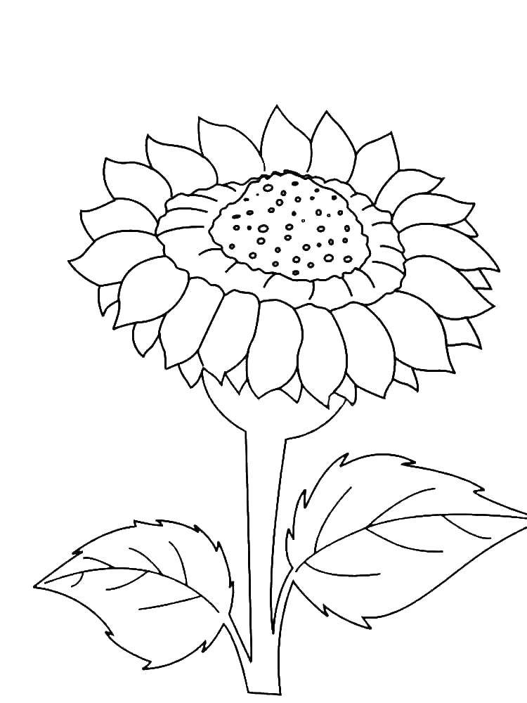 Coloring Sunflower. Category The plant. Tags:  sunflower.