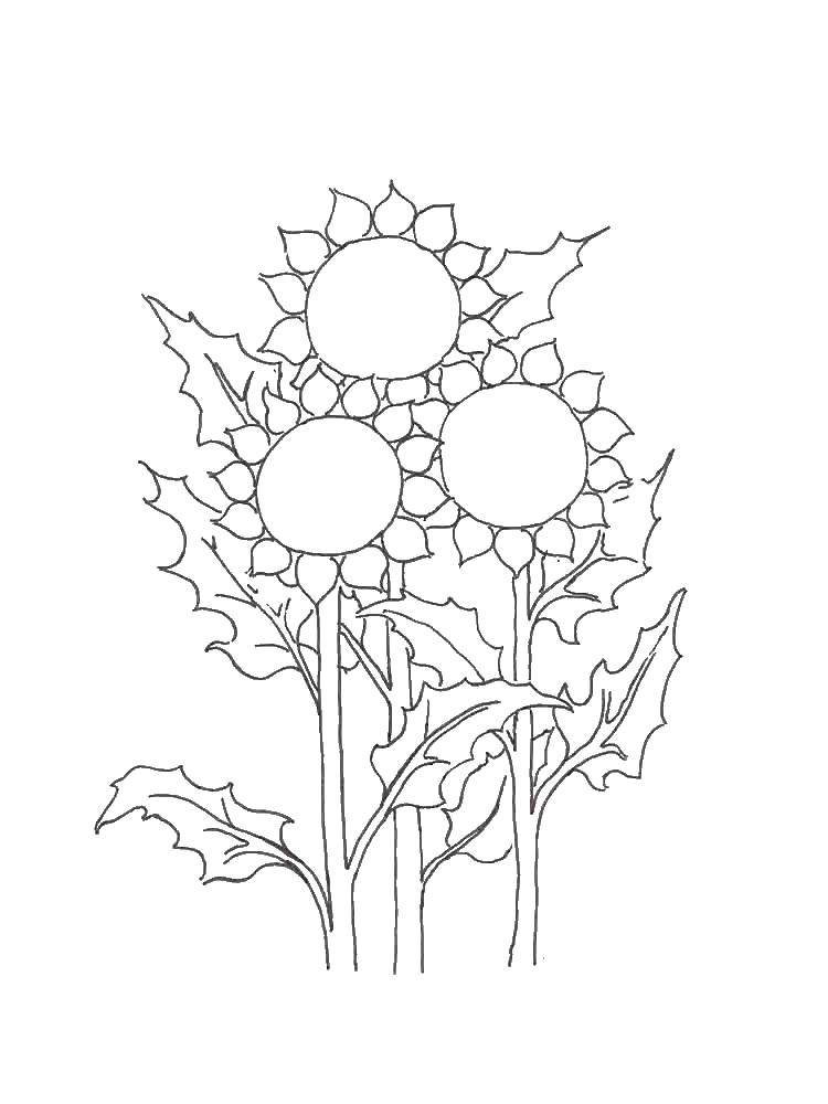 Coloring Sunflowers. Category The plant. Tags:  sunflowers.