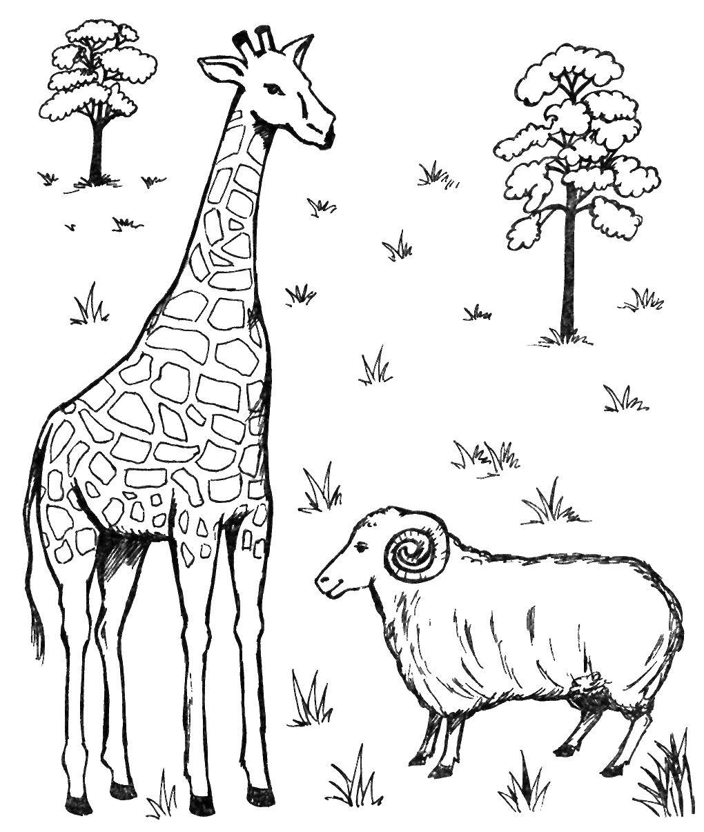 Название: Раскраска Жираф и овца. Категория: Животные. Теги: жираф, овца, деревья.