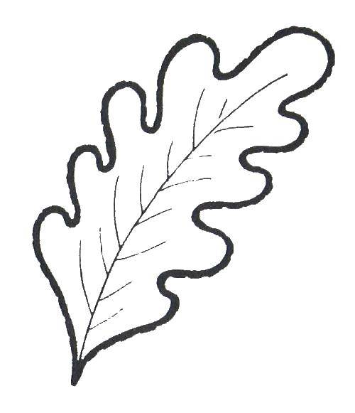 Coloring Oak leaf. Category The contours of the leaves. Tags:  leaf.