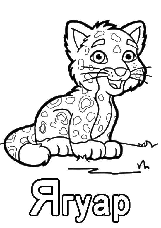 Название: Раскраска Детенш ягуара. Категория: детеныши животных. Теги: детенш ягуара.