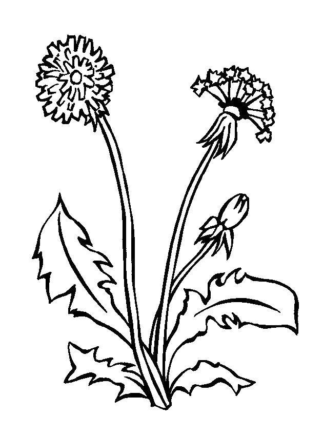 Coloring Dandelions. Category spring. Tags:  dandelions.
