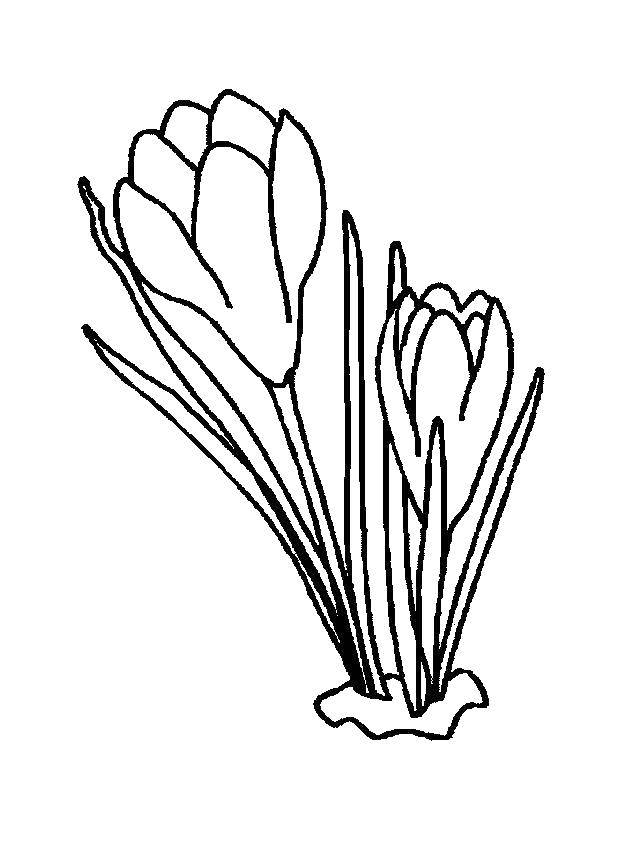 Coloring Flower. Category spring. Tags:  flower.