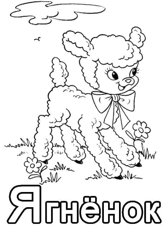 Coloring Lamb. Category Pets allowed. Tags:  lamb, flowers.