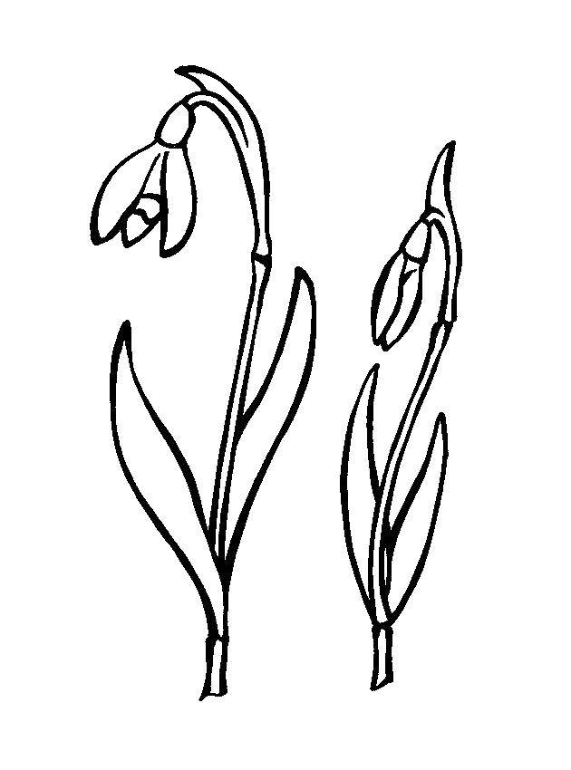 Coloring Snowdrops. Category spring. Tags:  snowdrops, flowers.