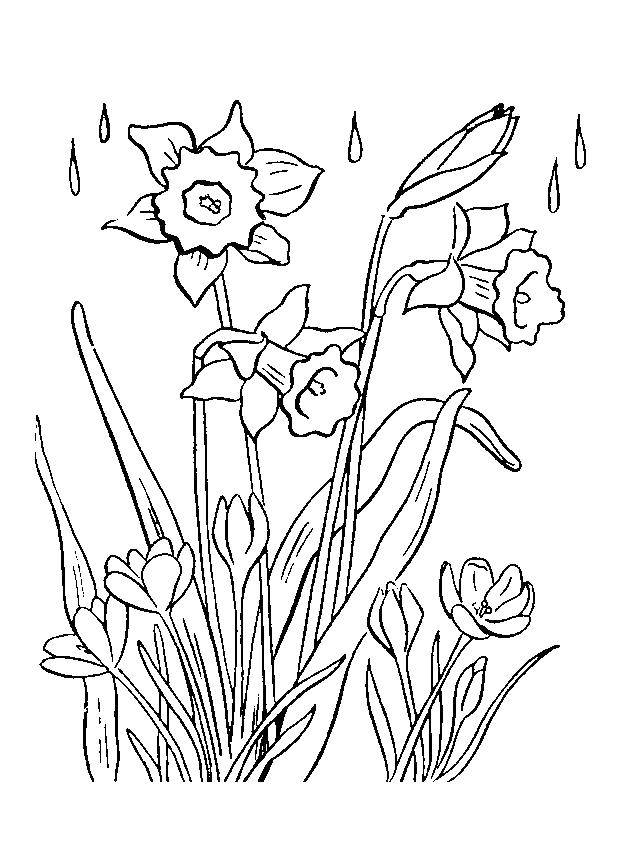 Название: Раскраска Цветы мимоза. Категория: весна. Теги: цветы.
