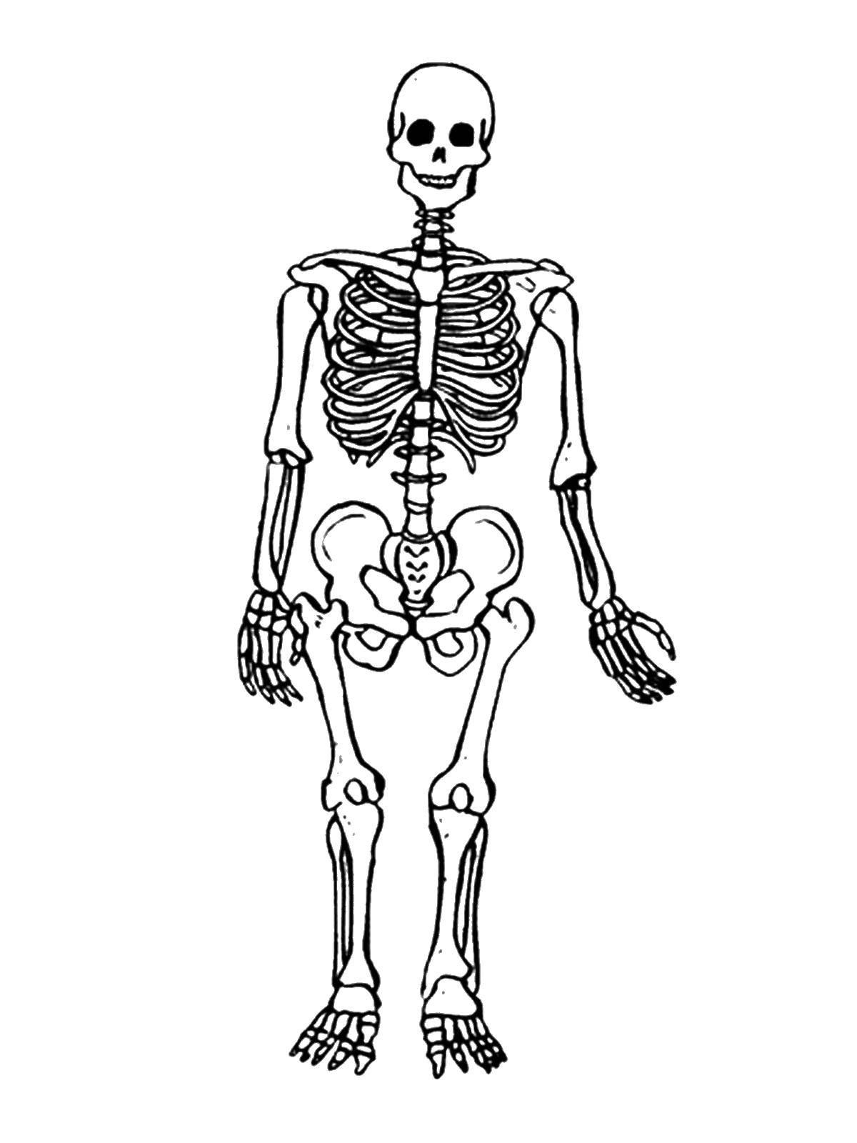 Название: Раскраска Человеческий скелет. Категория: Строение тела. Теги: Тело, человек.