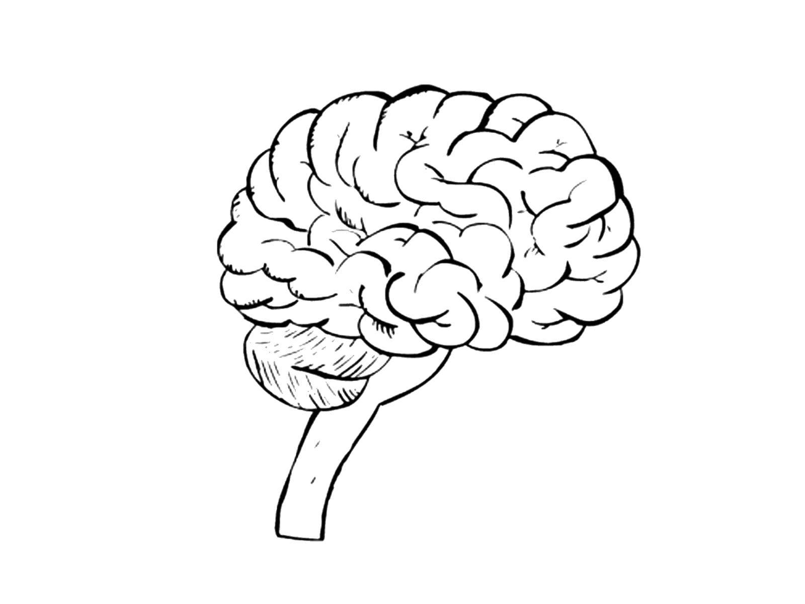Название: Раскраска Головной мозг и спинной. Категория: Строение тела. Теги: Орган, мозг.