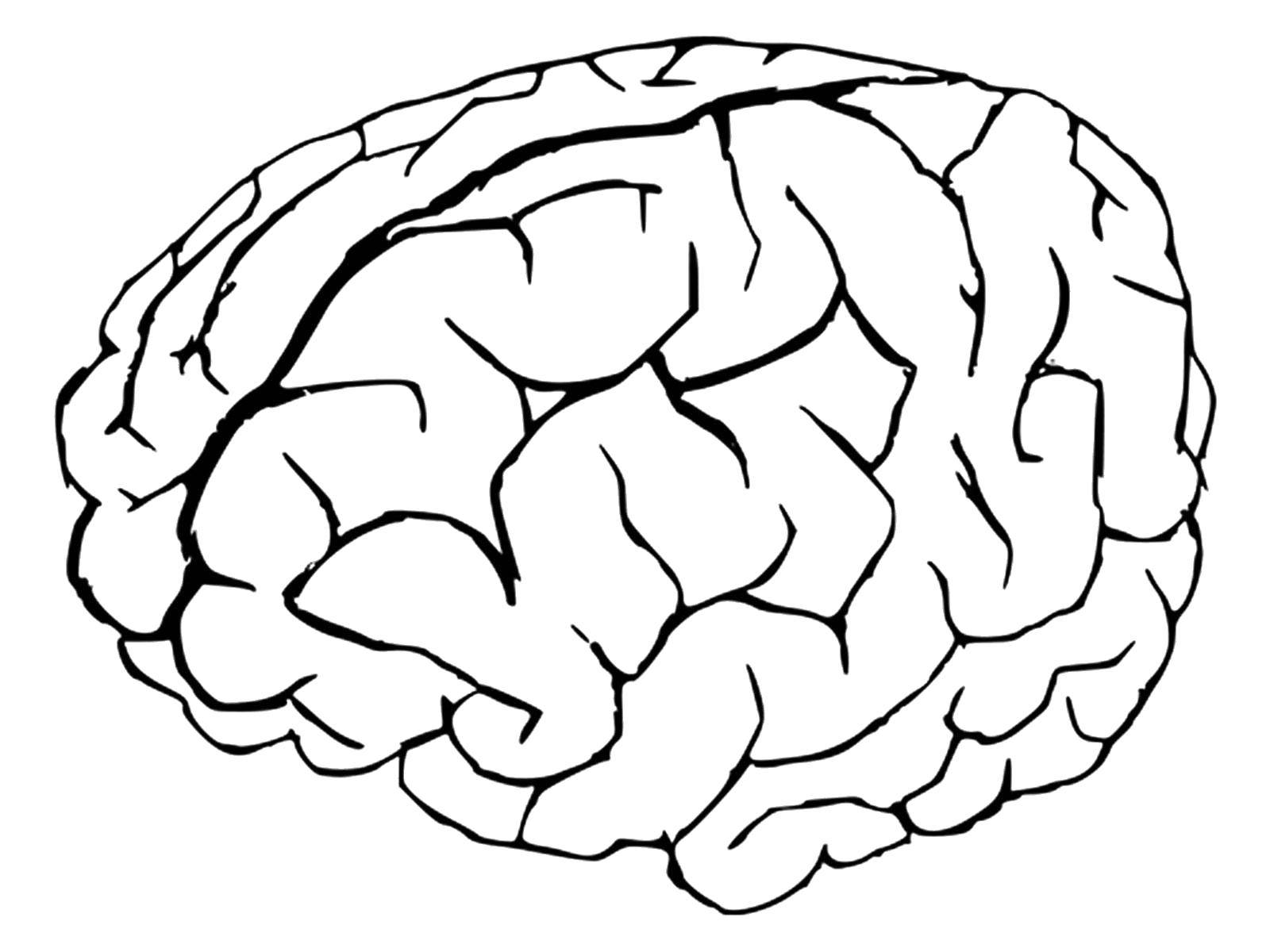 Название: Раскраска Головной мозг. Категория: Строение тела. Теги: Орган, мозг.