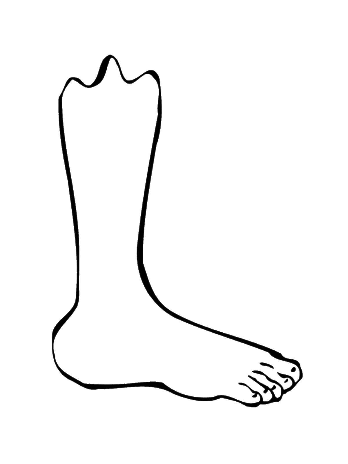 Название: Раскраска Икроножная мышца, голень и ступня. Категория: Строение тела. Теги: Нога.