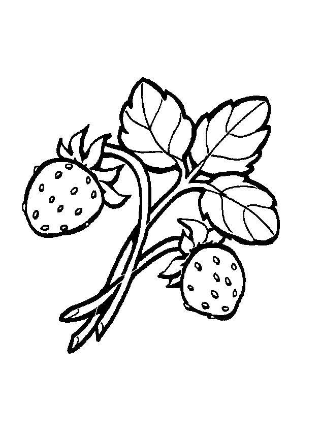 Coloring Strawberry. Category berry. Tags:  strawberries.
