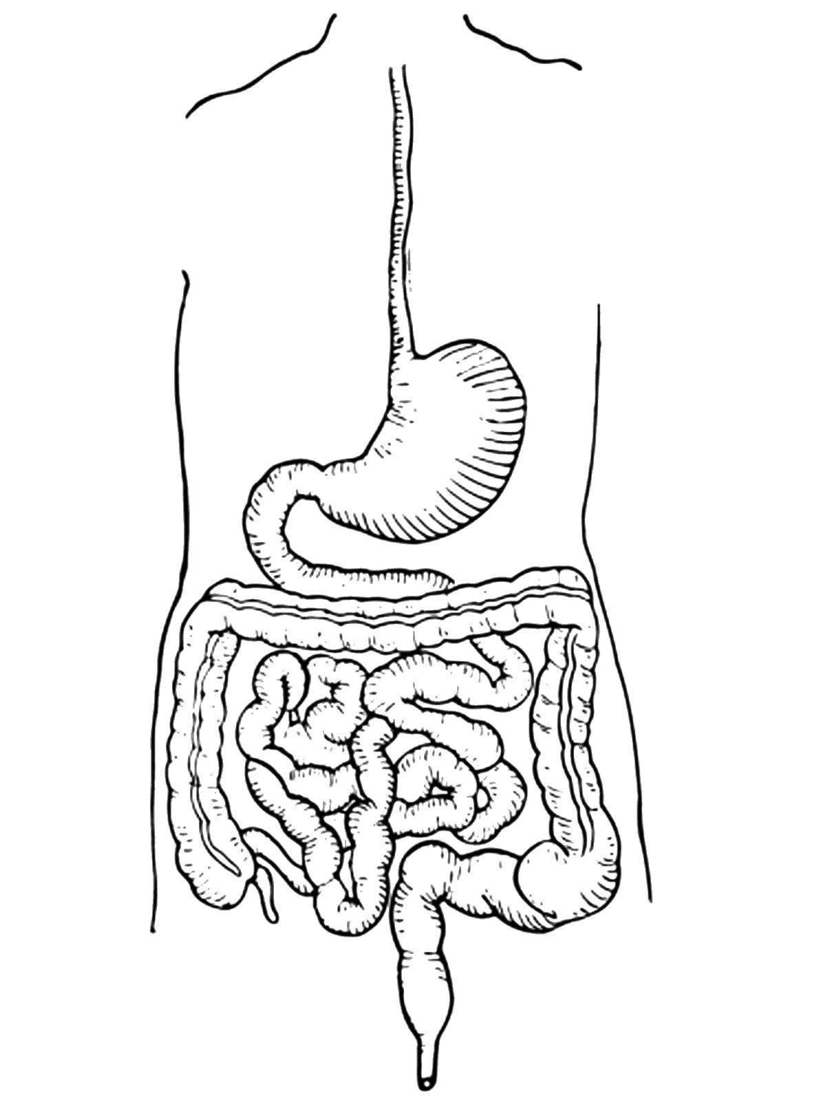 Coloring Digestive system. Category The structure of the body. Tags:  Organ, esophagus.