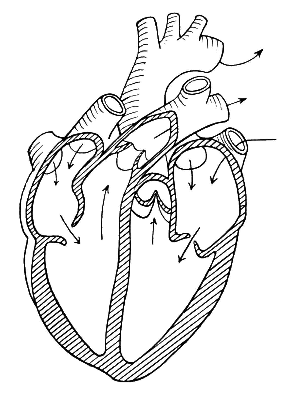 Название: Раскраска Сердце. Категория: Строение тела. Теги: Орган, сердце.