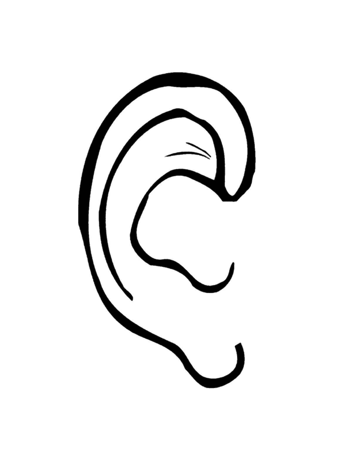 Coloring Auricle. Category The structure of the body. Tags:  Ear.