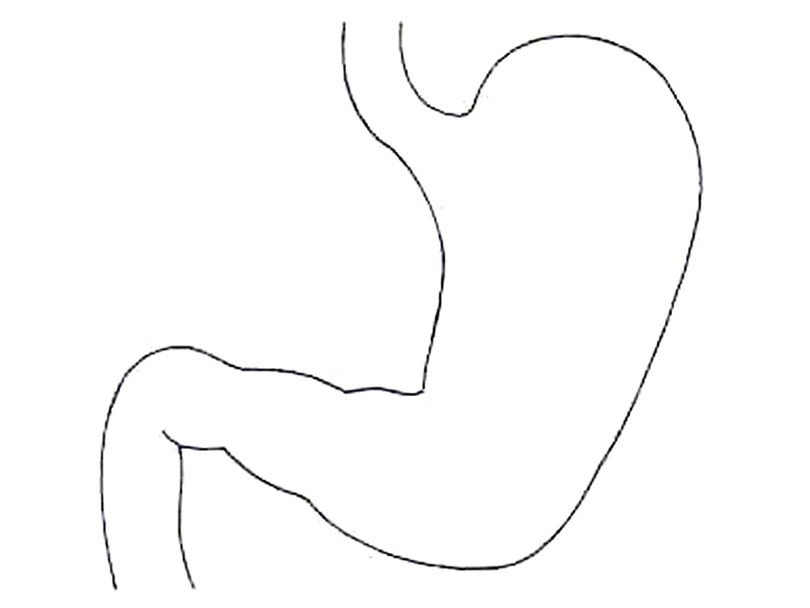 Coloring Stomach. Category The structure of the body. Tags:  Organ, stomach.