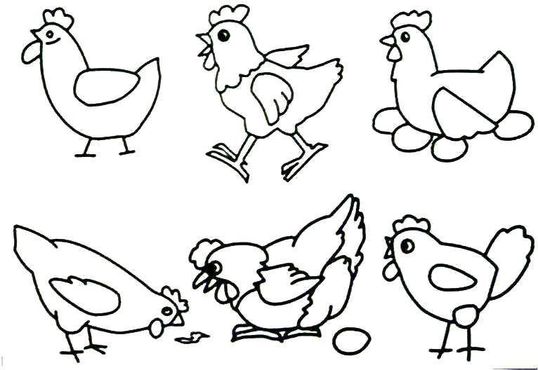 Розмальовки  Курочки несуть яєчка. Завантажити розмальовку Птиці, курка.  Роздрукувати ,розмальовки,