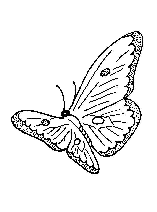 Название: Раскраска Бабочка. Категория: Животные. Теги: бабочка.