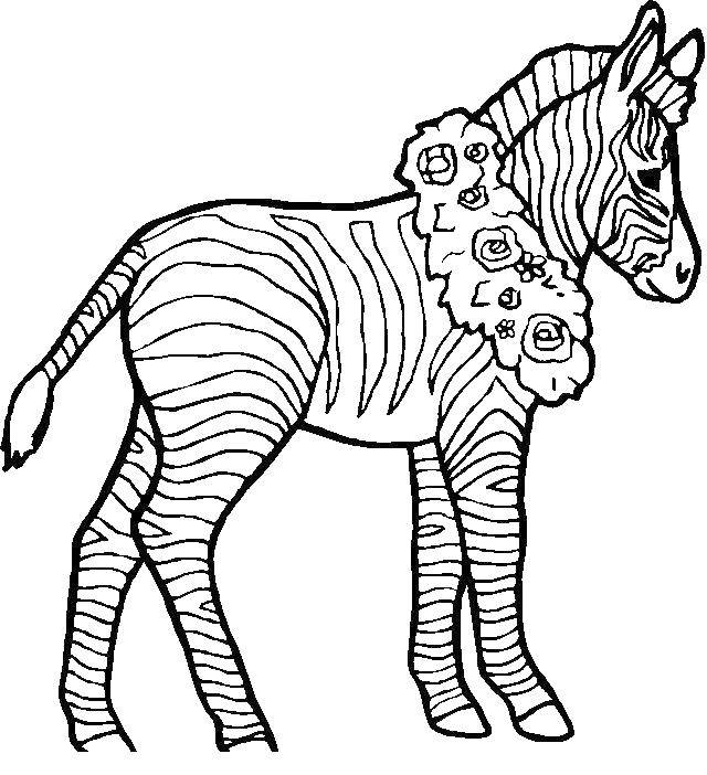 Название: Раскраска Африканская зебра. Категория: африка. Теги: Животные, зебра.
