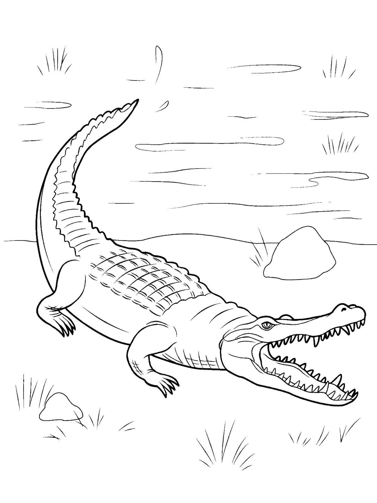 Название: Раскраска Аллигатор. Категория: рептилии. Теги: Рептилия, крокодил.