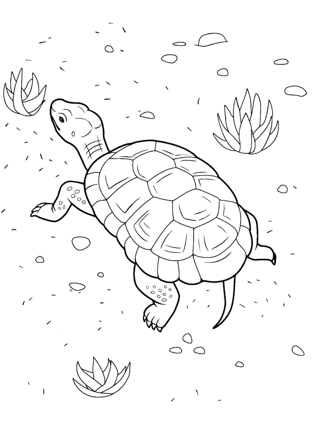 Coloring Turtle. Category reptiles. Tags:  Reptile, corephp.