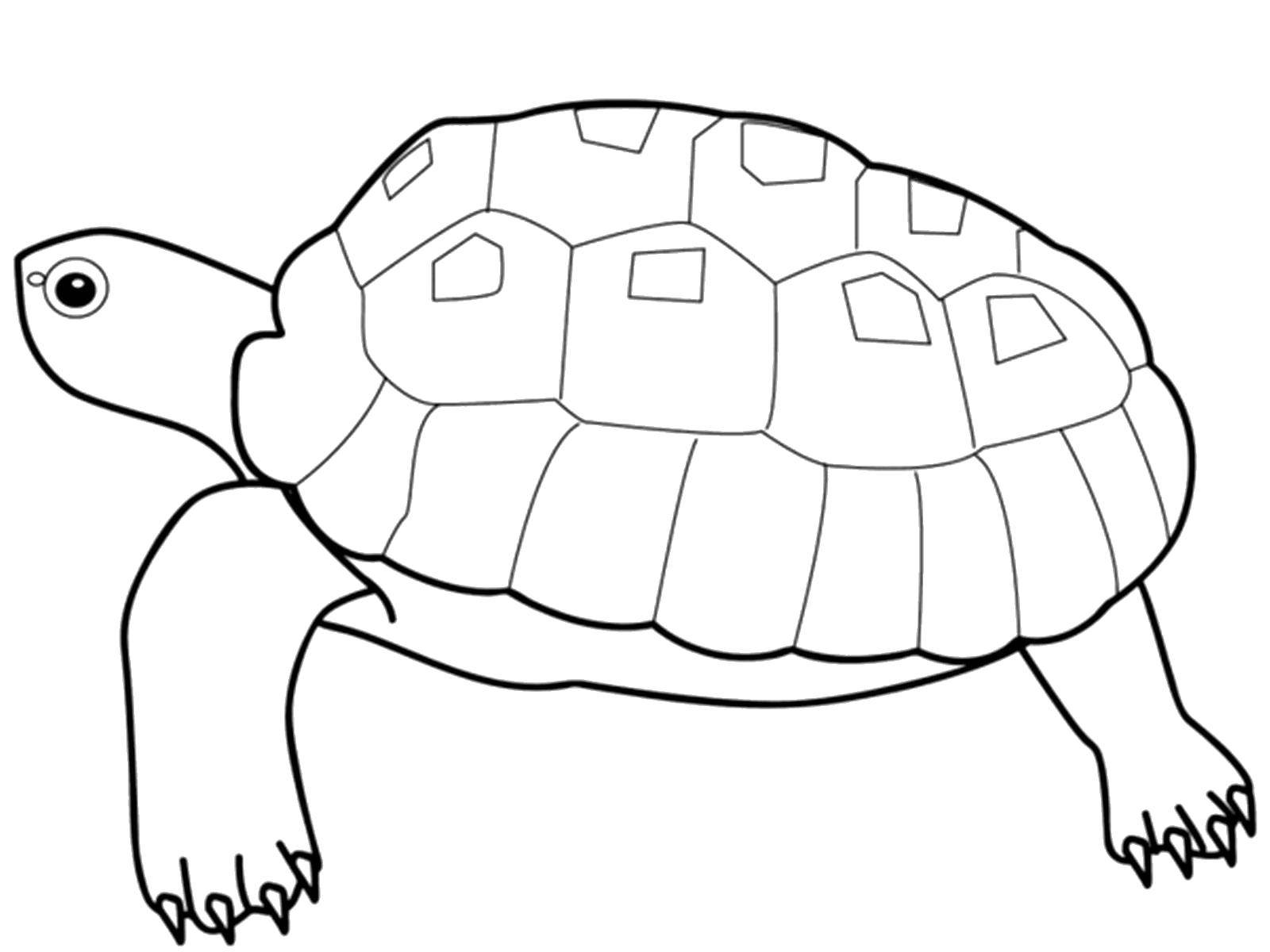 Название: Раскраска Черепашка. Категория: рептилии. Теги: Рептилия, черепаха.