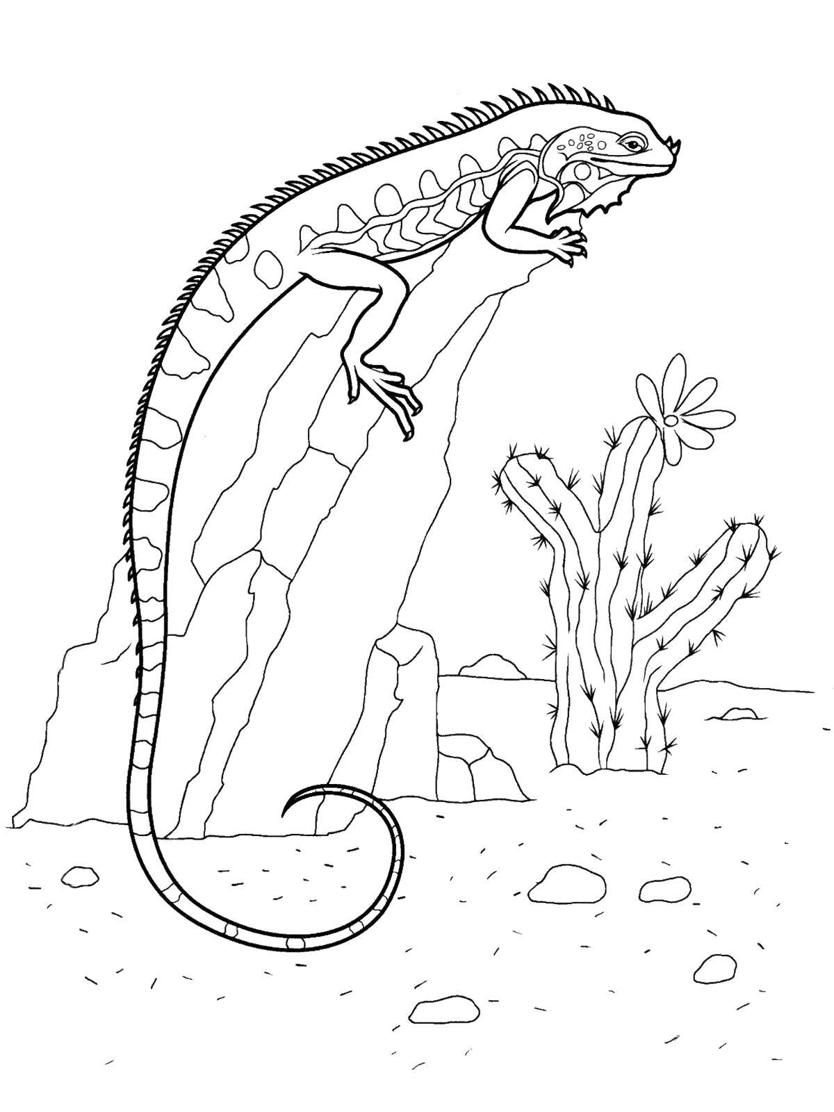 Coloring Iguana. Category reptiles. Tags:  Reptile, iguana.