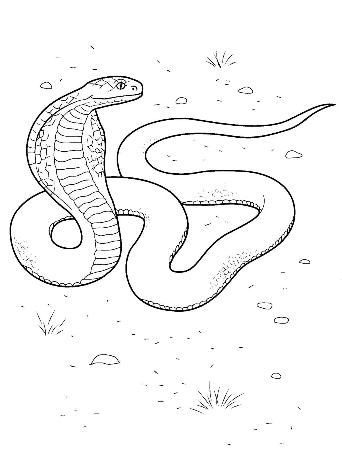 Название: Раскраска Кобра. Категория: рептилии. Теги: Рептилия, змея.